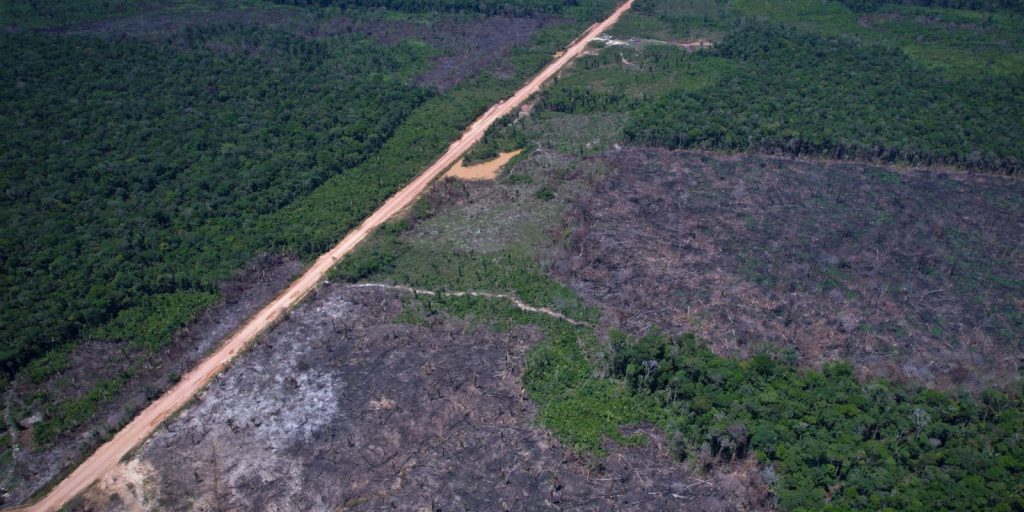 Deforestation alerts fall by 35% in the Amazon and 6% in the Cerrado