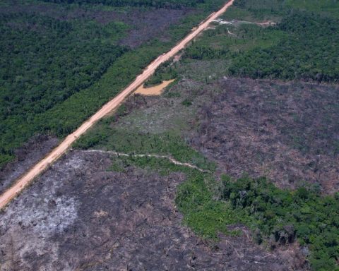 Deforestation alerts fall by 35% in the Amazon and 6% in the Cerrado