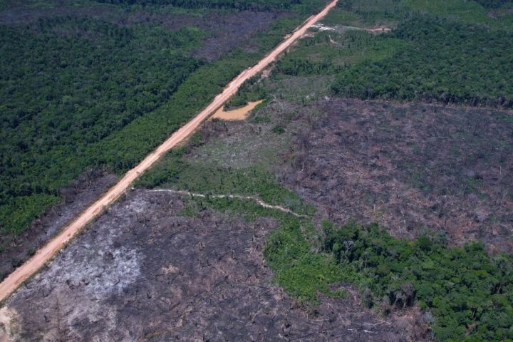 Deforestation alerts fall by 35% in the Amazon and 6% in the Cerrado