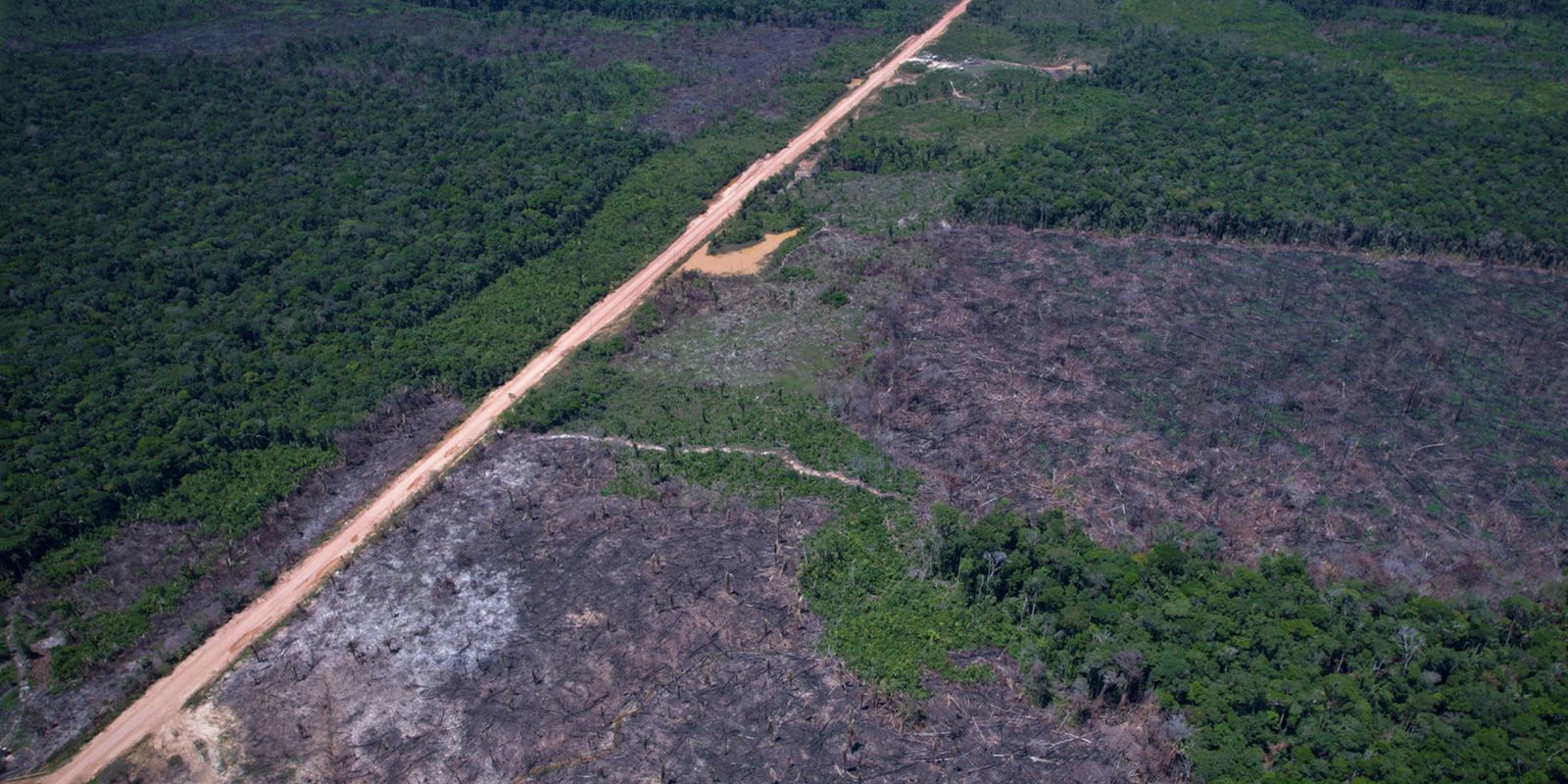 Deforestation alerts fall by 35% in the Amazon and 6% in the Cerrado