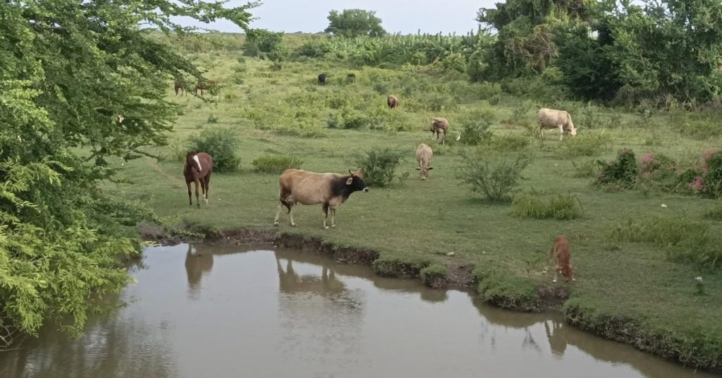 Even the bees rebel in Camagüey, producing only half of the planned honey for export