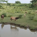 Even the bees rebel in Camagüey, producing only half of the planned honey for export