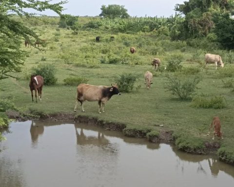 Even the bees rebel in Camagüey, producing only half of the planned honey for export