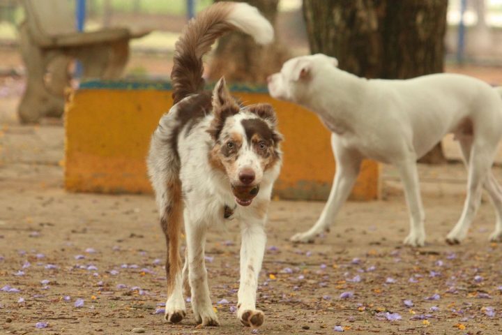 Exposure to crowds at Carnival poses health risks to animals