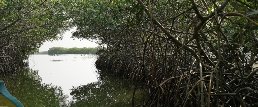 Manglares en Colombia (1)