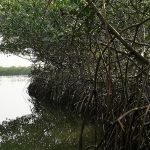 Manglares en Colombia (1)