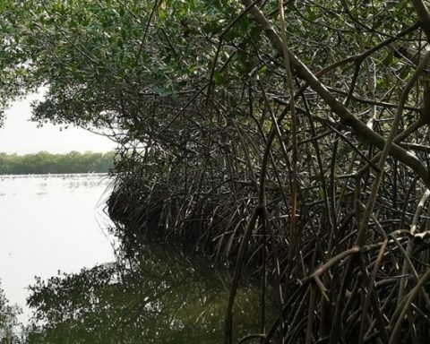 Manglares en Colombia (1)