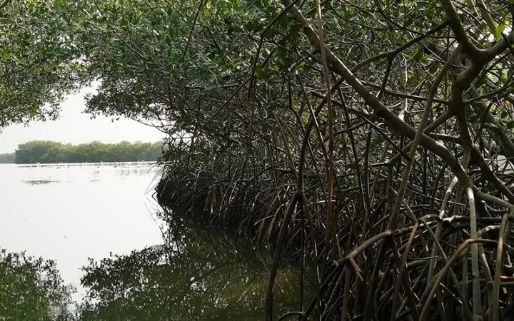 Manglares en Colombia (1)