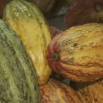 Government suspends imports of cocoa from Ivory Coast