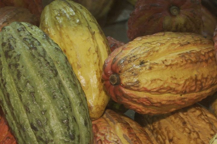 Government suspends imports of cocoa from Ivory Coast