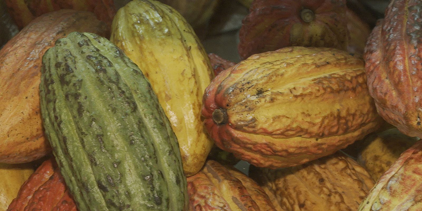 Government suspends imports of cocoa from Ivory Coast