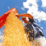 Grain production could reach 353.4 million tons