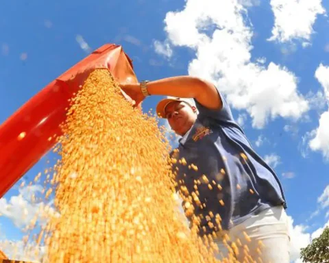 Grain production could reach 353.4 million tons