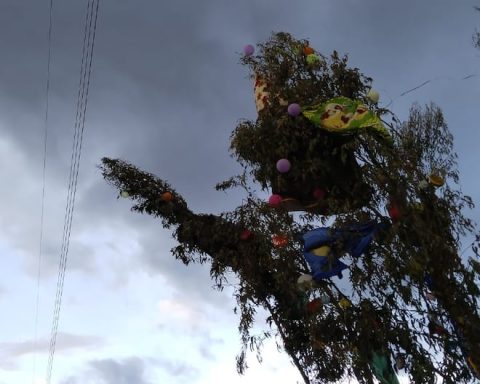 Huancayo: Young man is in serious condition after a tree falls on him at a mountain-cutting party