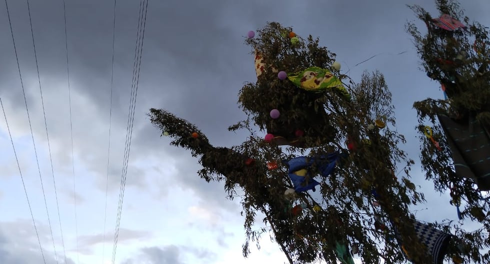 Huancayo: Young man is in serious condition after a tree falls on him at a mountain-cutting party