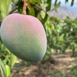Huarmey completes its first agro-export of Kent mango to European markets