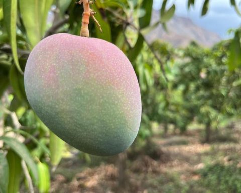 Huarmey completes its first agro-export of Kent mango to European markets