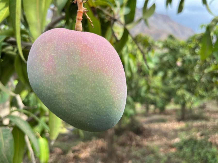 Huarmey completes its first agro-export of Kent mango to European markets
