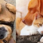 “Huellas Vivas”: la iniciativa que propone que el SOAT cubra la atención de animales atropellados en Colombia