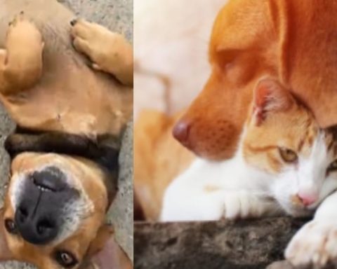 “Huellas Vivas”: la iniciativa que propone que el SOAT cubra la atención de animales atropellados en Colombia