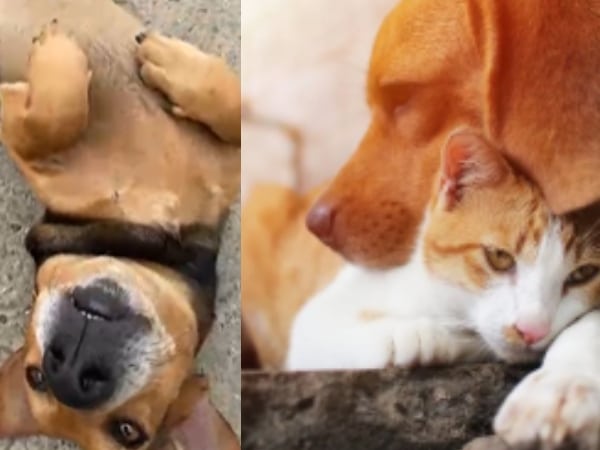 “Huellas Vivas”: la iniciativa que propone que el SOAT cubra la atención de animales atropellados en Colombia