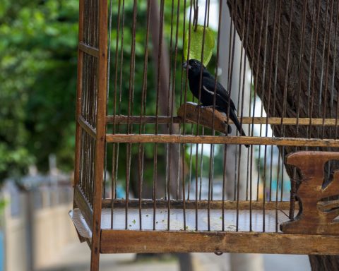 Illegal trafficking is a greater threat to birds in Cuba than climate change, according to expert