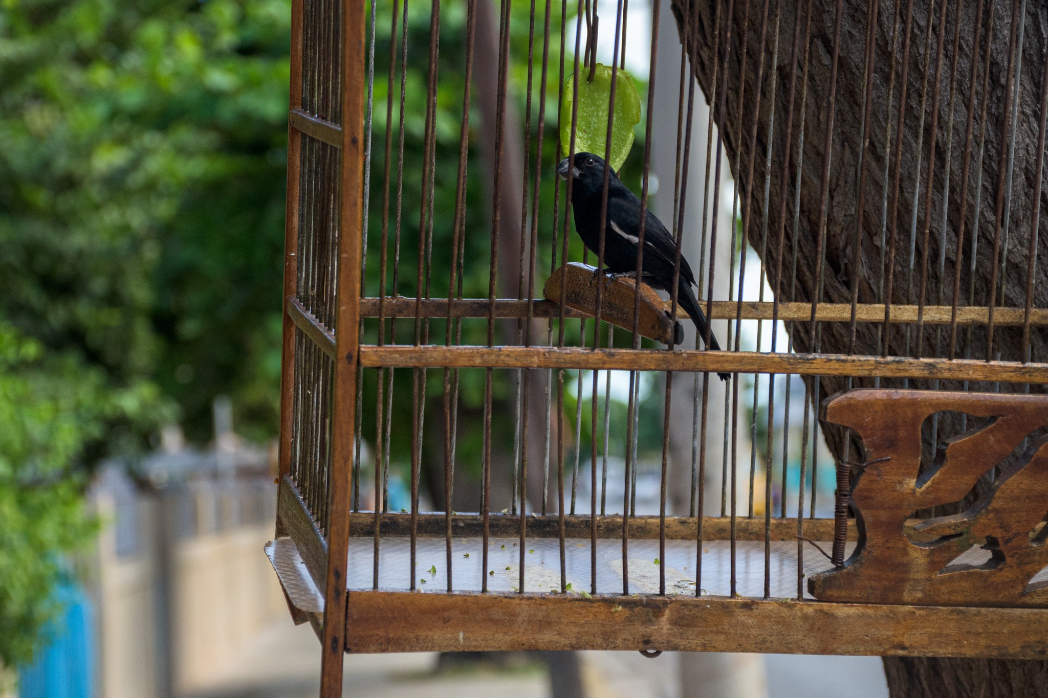 Illegal trafficking is a greater threat to birds in Cuba than climate change, according to expert