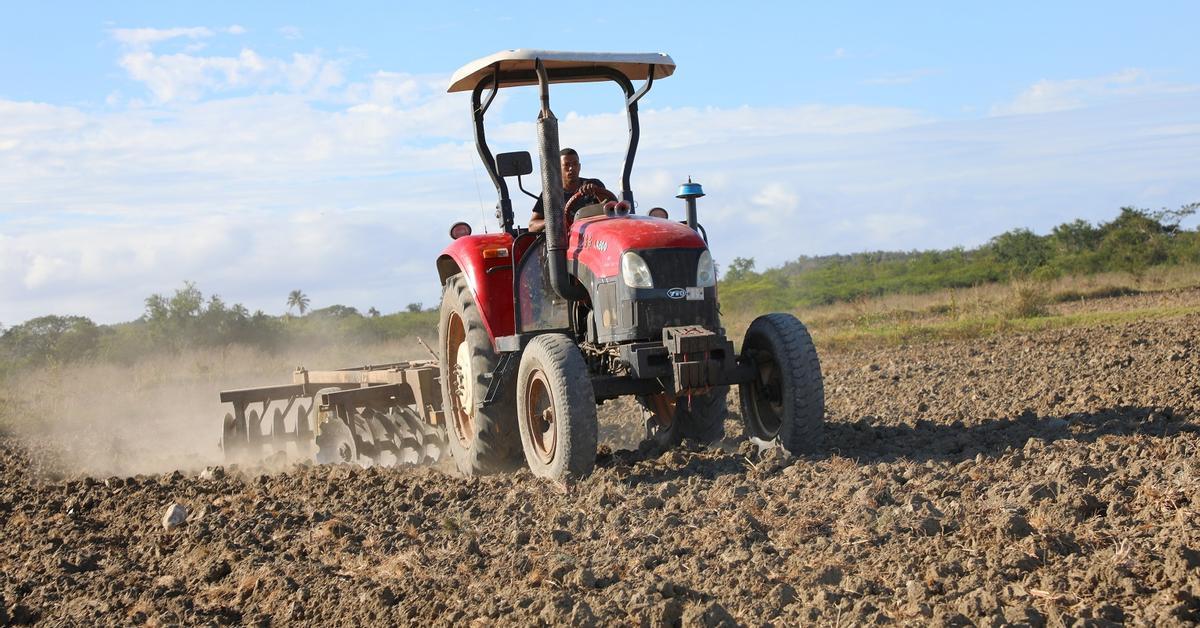 In Guantánamo they assure that they will quadruple the rice harvest, in the midst of the oil siege