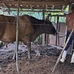 Insecurity doubled last year in Cuba, “as the crisis progressed”