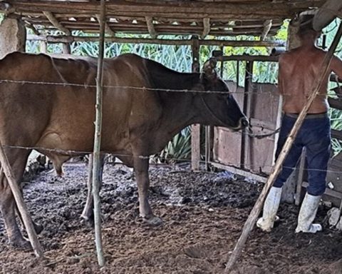 Insecurity doubled last year in Cuba, “as the crisis progressed”