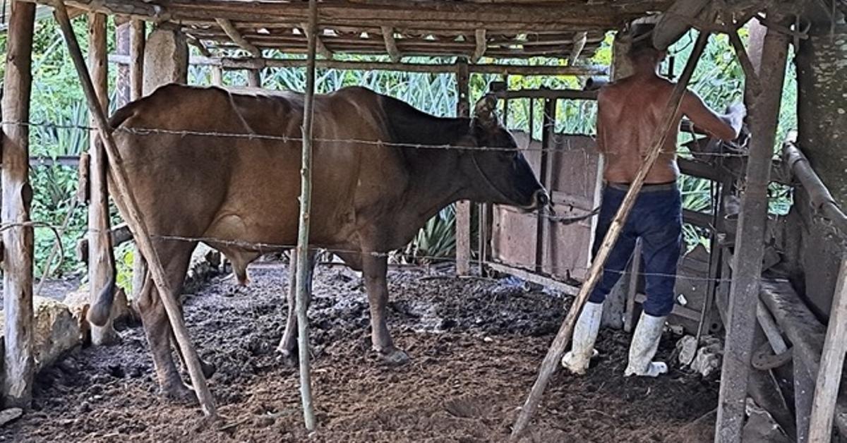 Insecurity doubled last year in Cuba, “as the crisis progressed”