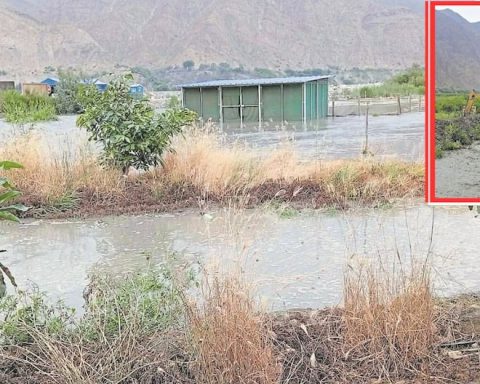 La Libertad: Chicama River destroys 10 hectares of avocado crops