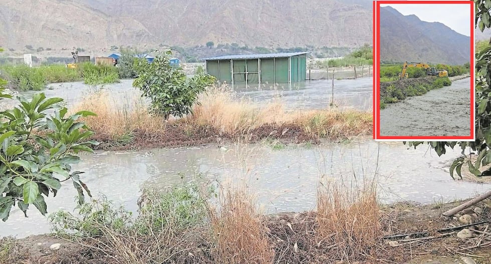 La Libertad: Chicama River destroys 10 hectares of avocado crops