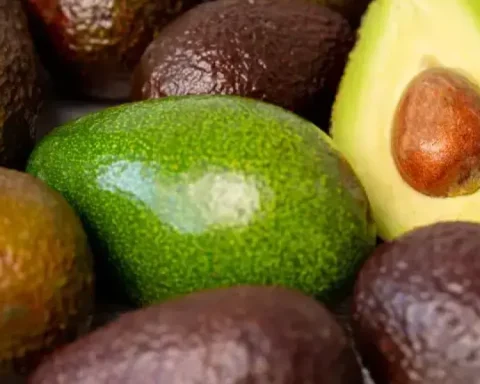 Mexican avocado breaks export record heading to the Super Bowl