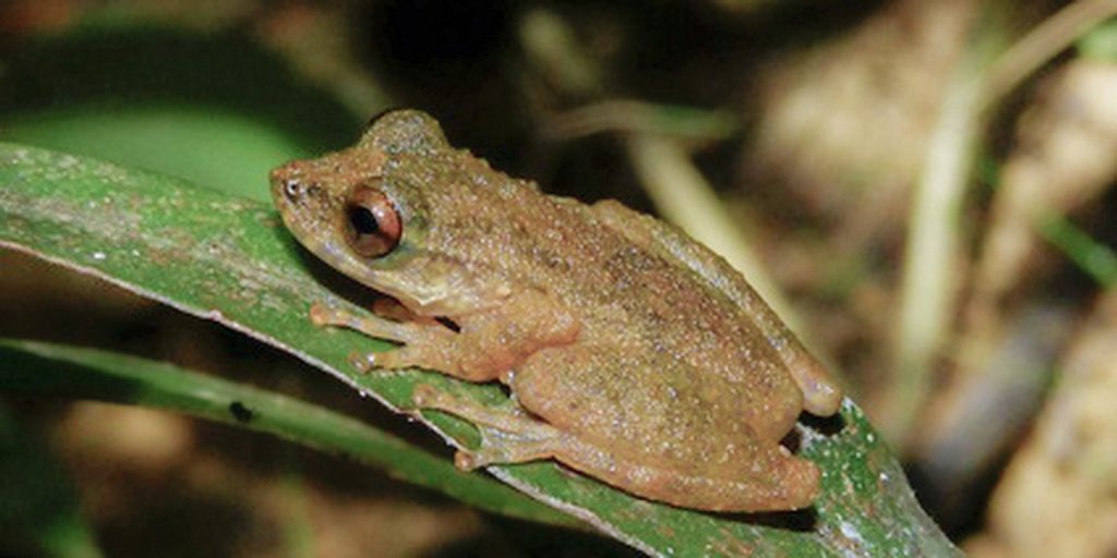 New species of tree frog is discovered in the Cerrado of Minas Gerais