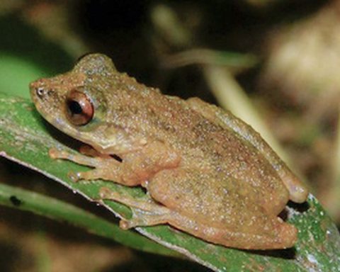 New species of tree frog is discovered in the Cerrado of Minas Gerais
