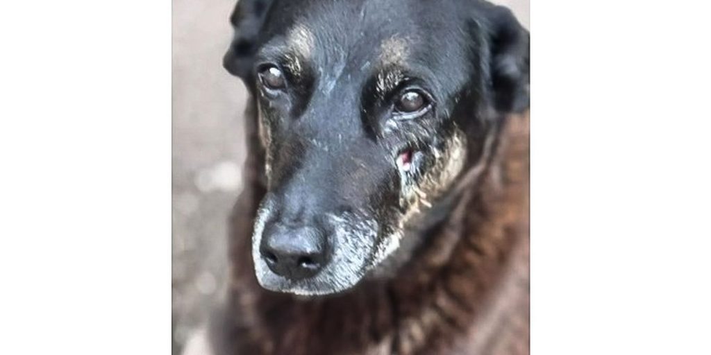 Police want to seize passport of person involved in the death of dog Orelha