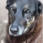 Police want to seize passport of person involved in the death of dog Orelha