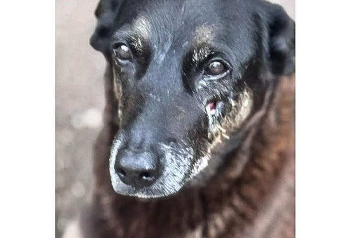 Police want to seize passport of person involved in the death of dog Orelha