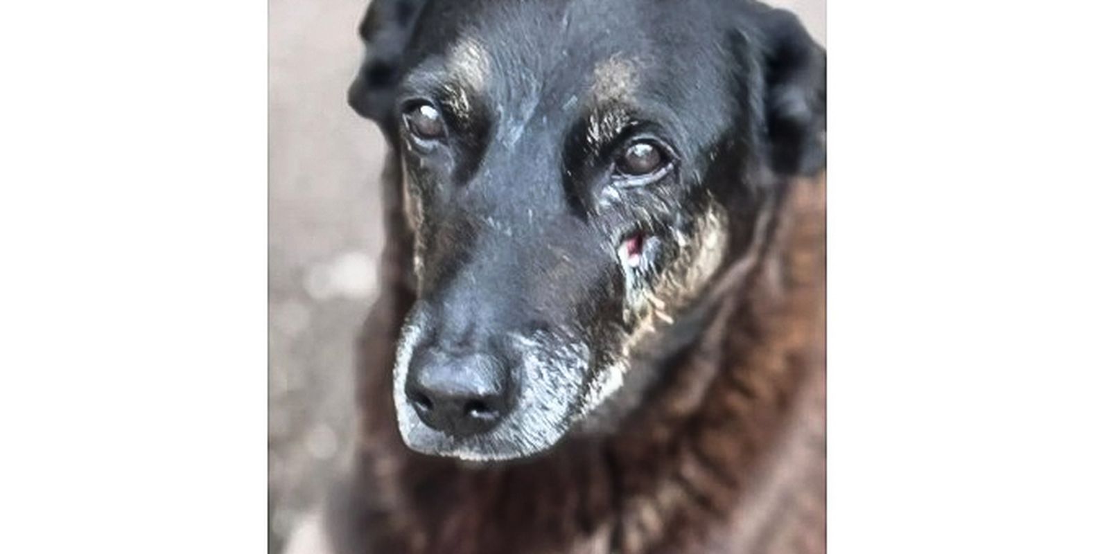 Police want to seize passport of person involved in the death of dog Orelha