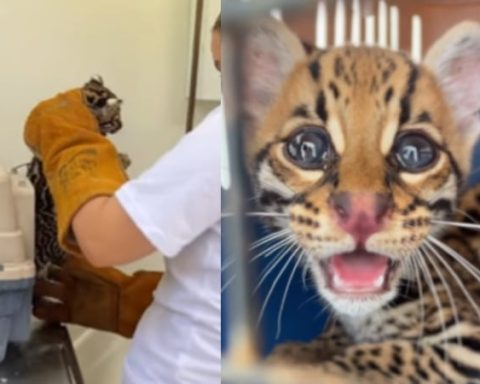 Rescate que da esperanza: tigrillo es salvado tras quedar atrapado por inundaciones en Tierralta, Córdoba