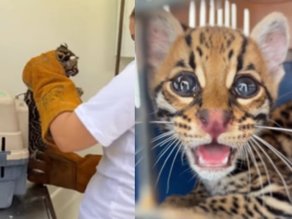 Rescate que da esperanza: tigrillo es salvado tras quedar atrapado por inundaciones en Tierralta, Córdoba