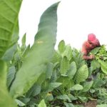 Revives the tobacco industry in Sancti Spíritus, offers good salaries and pays its debts