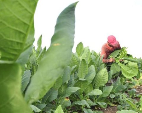 Revives the tobacco industry in Sancti Spíritus, offers good salaries and pays its debts
