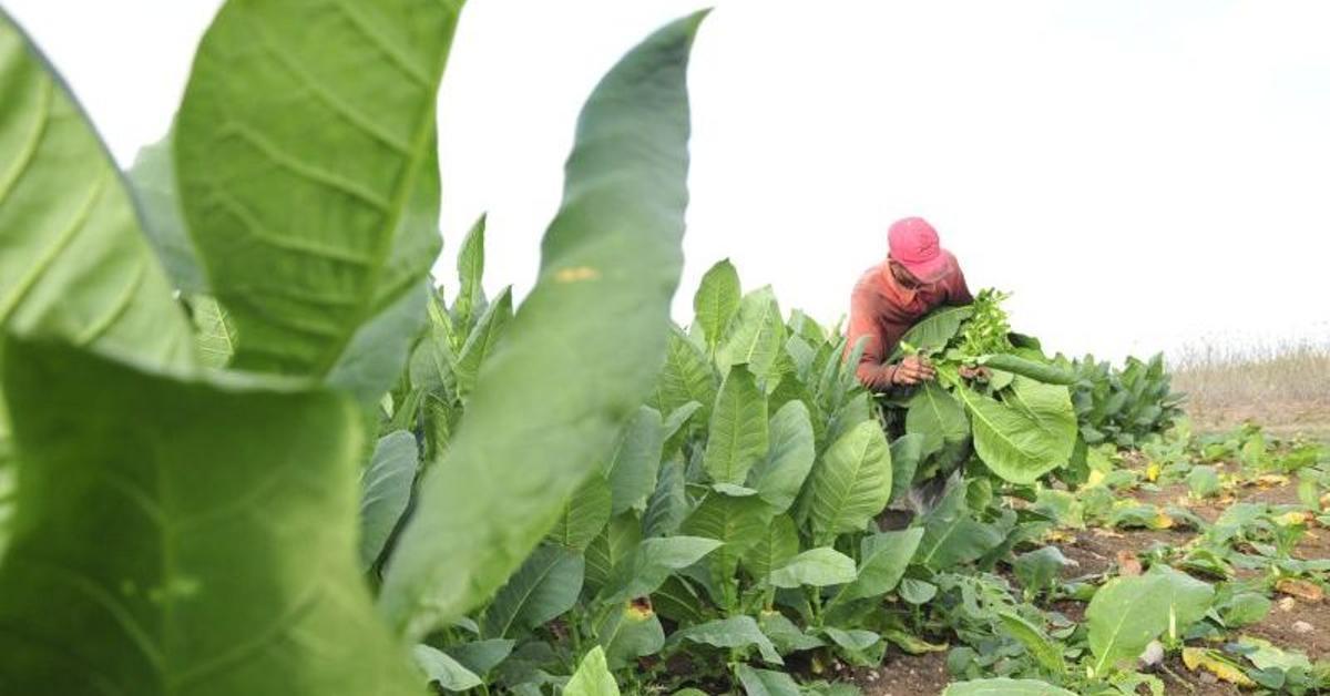 Revives the tobacco industry in Sancti Spíritus, offers good salaries and pays its debts
