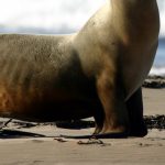 SERFOR responded to 100 reports of marine fauna stranded on the Peruvian coast