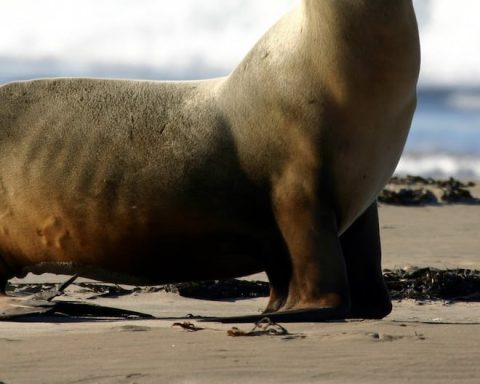 SERFOR responded to 100 reports of marine fauna stranded on the Peruvian coast