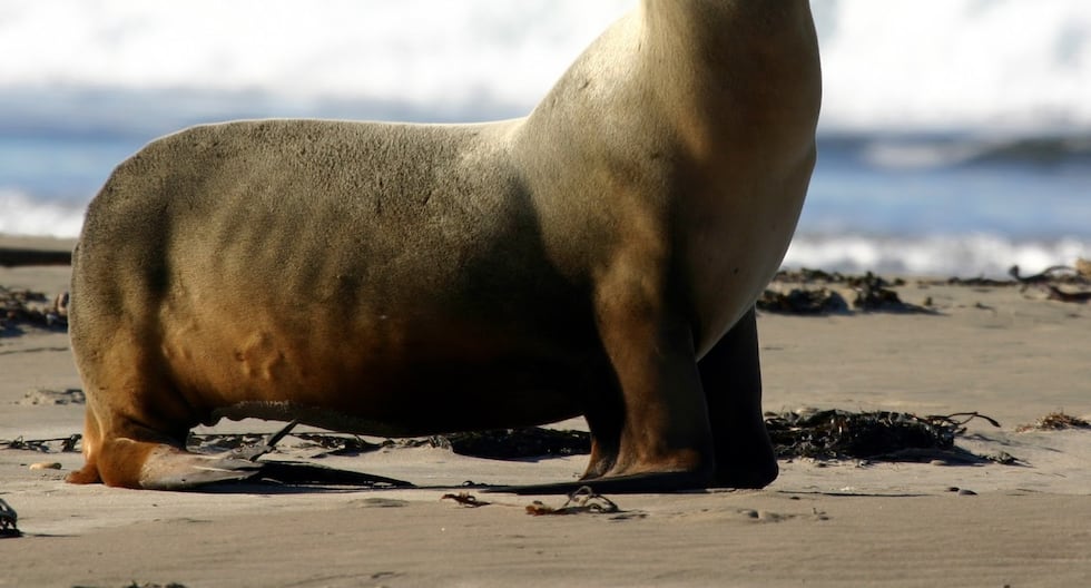 SERFOR responded to 100 reports of marine fauna stranded on the Peruvian coast