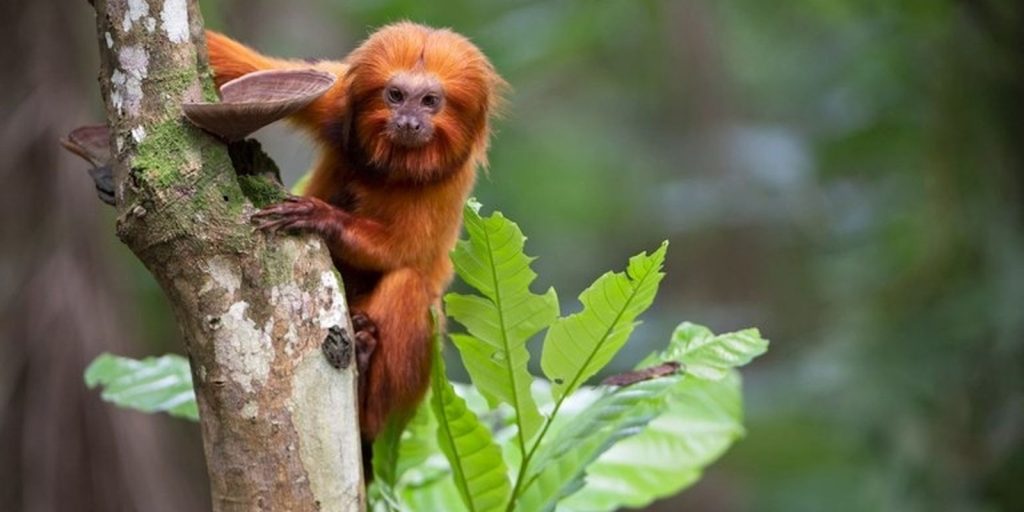 TV Brasil presents marathon series about endangered animals