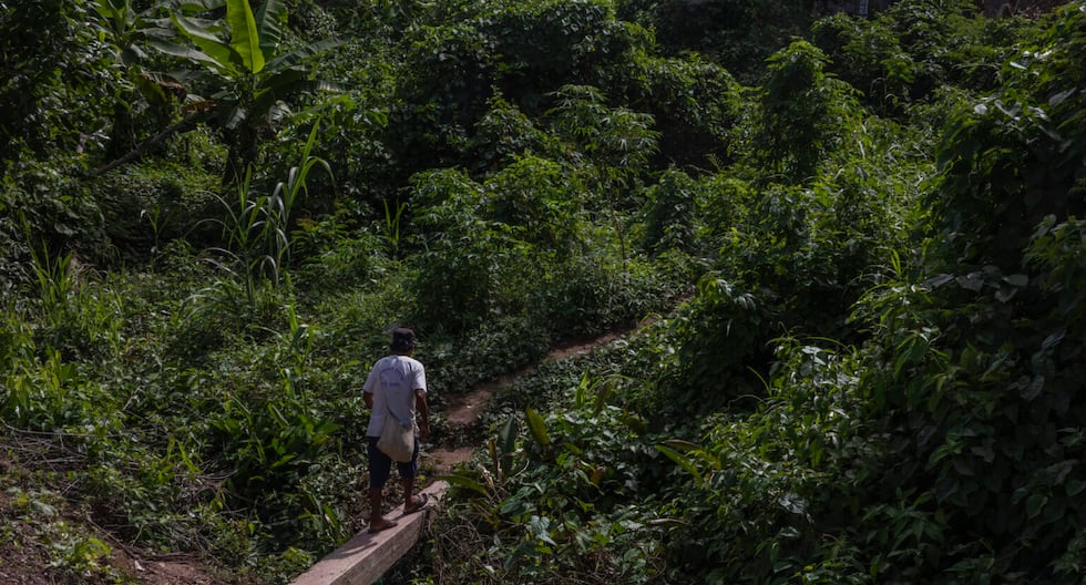 Teenagers lost in Río Tambo survive in the forest and return home